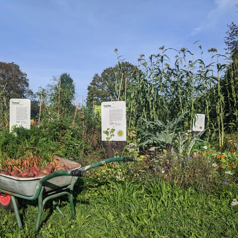 Eine Schubkarre voller Erde in einem Garten mit Gemüseanbau von Gurken und Tomaten
